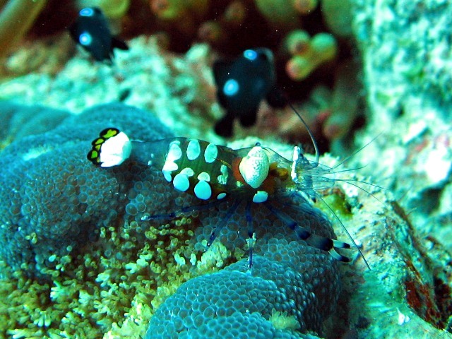 Anemonen-Garnele (Periclimenes brevicarpalis)