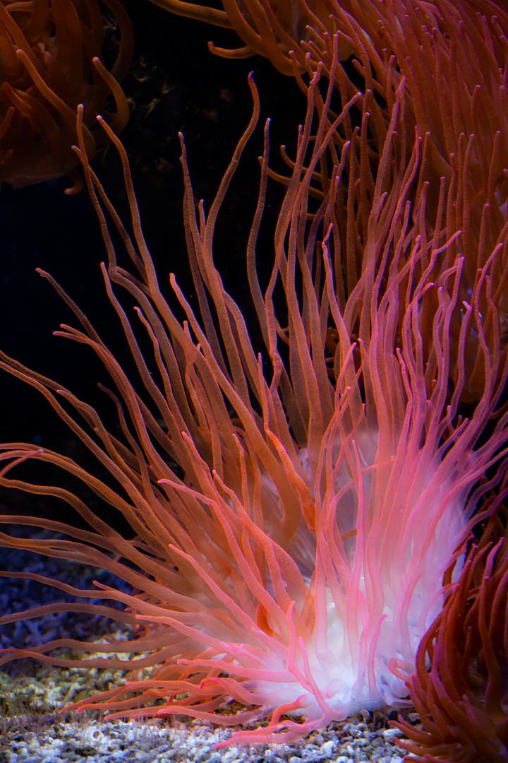 Anemonen im Aquarium