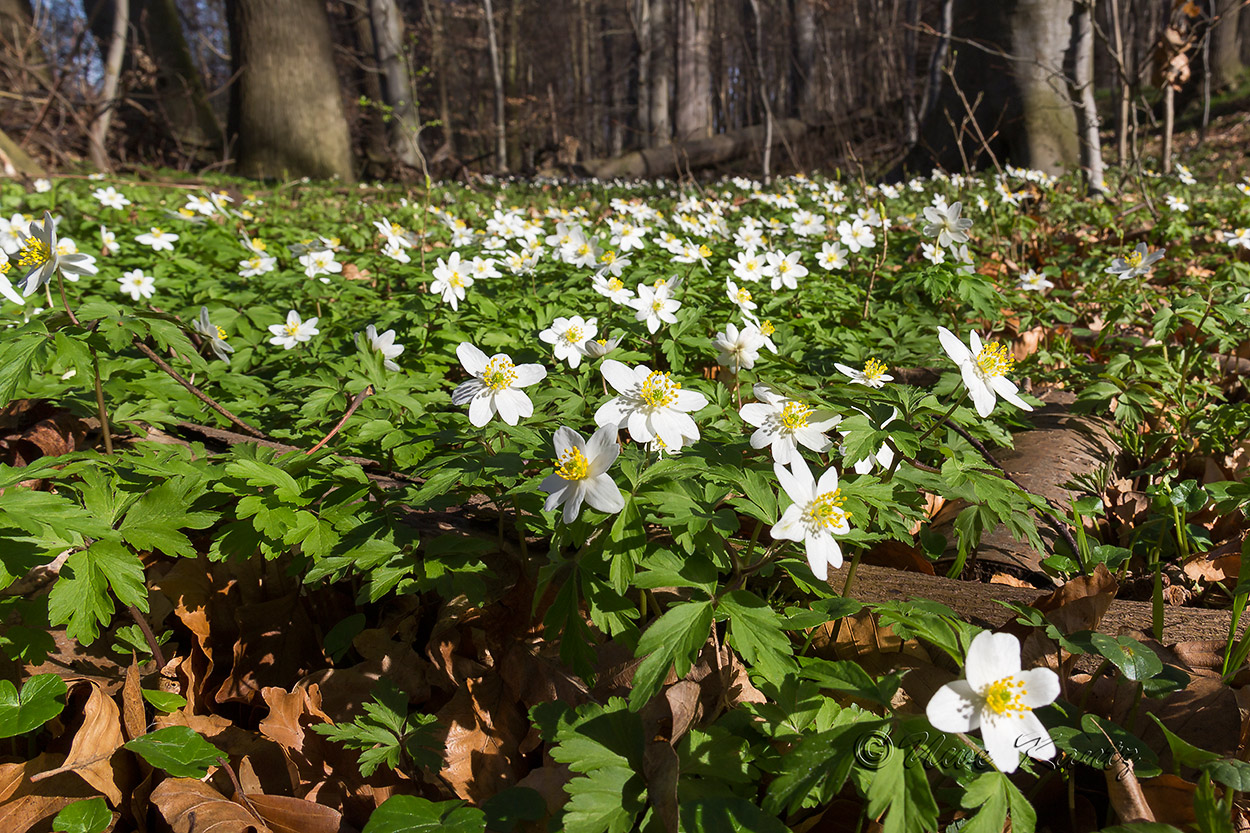 Anemonen im Elisenhain