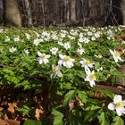 Anemonen im Elisenhain