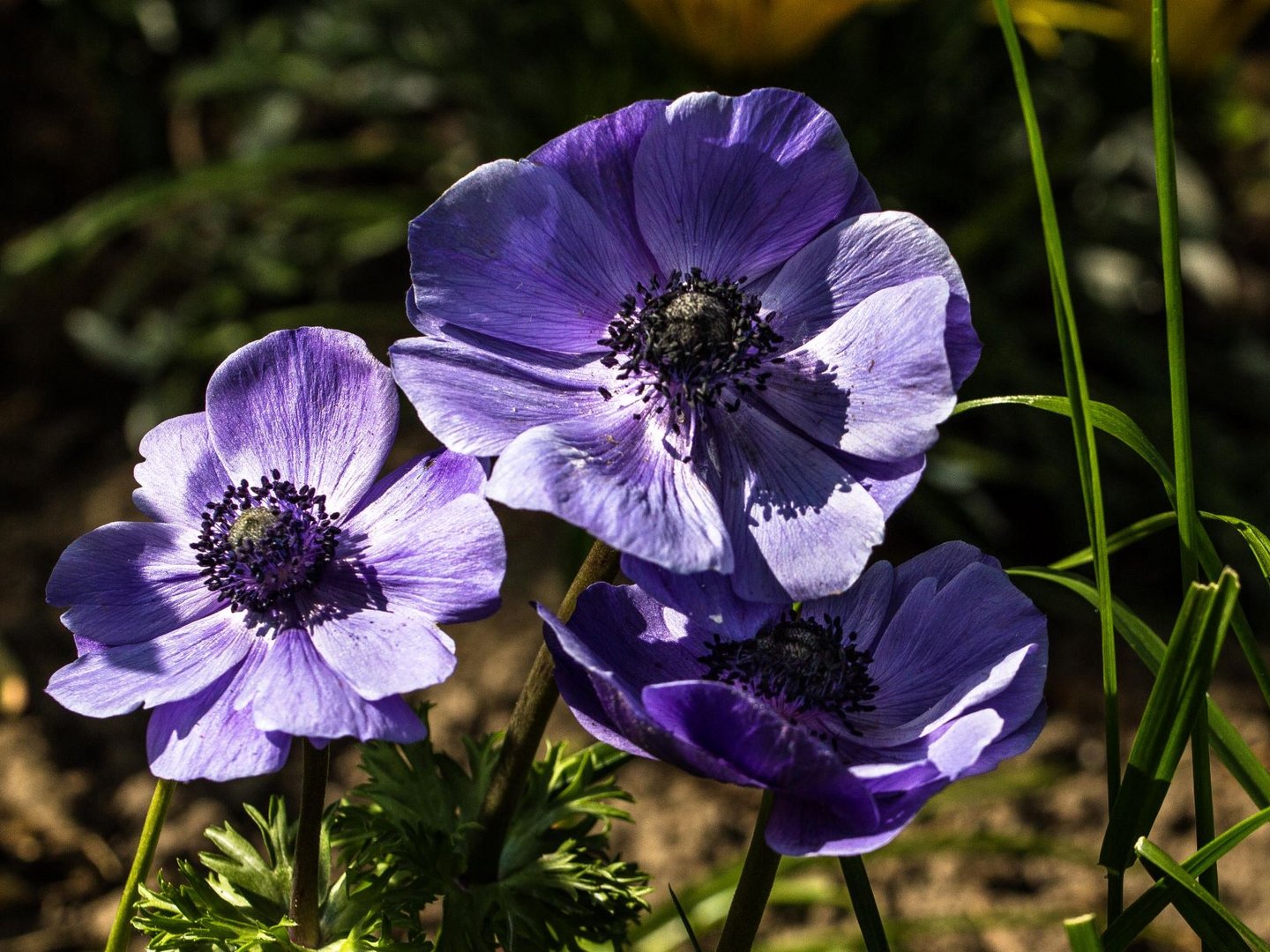 Anemonen im Gegenlicht