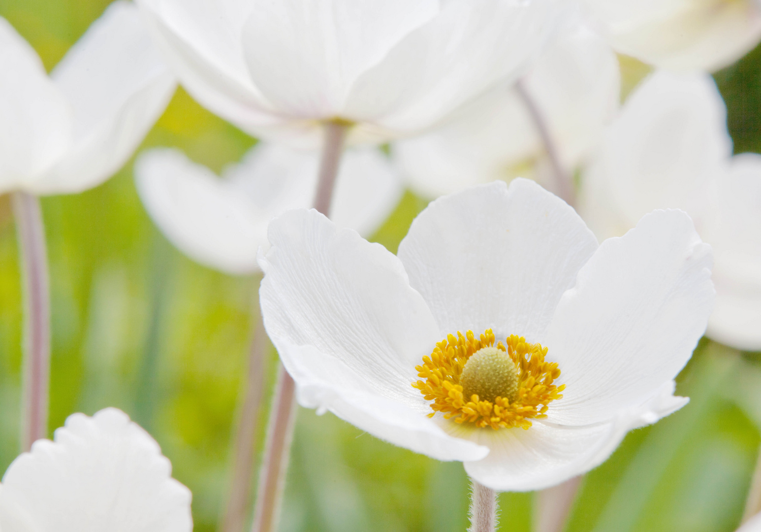 Anemonen im Gegenlicht