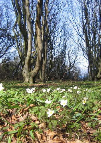 Anemonen im Gespensterwald