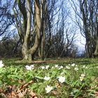 Anemonen im Gespensterwald