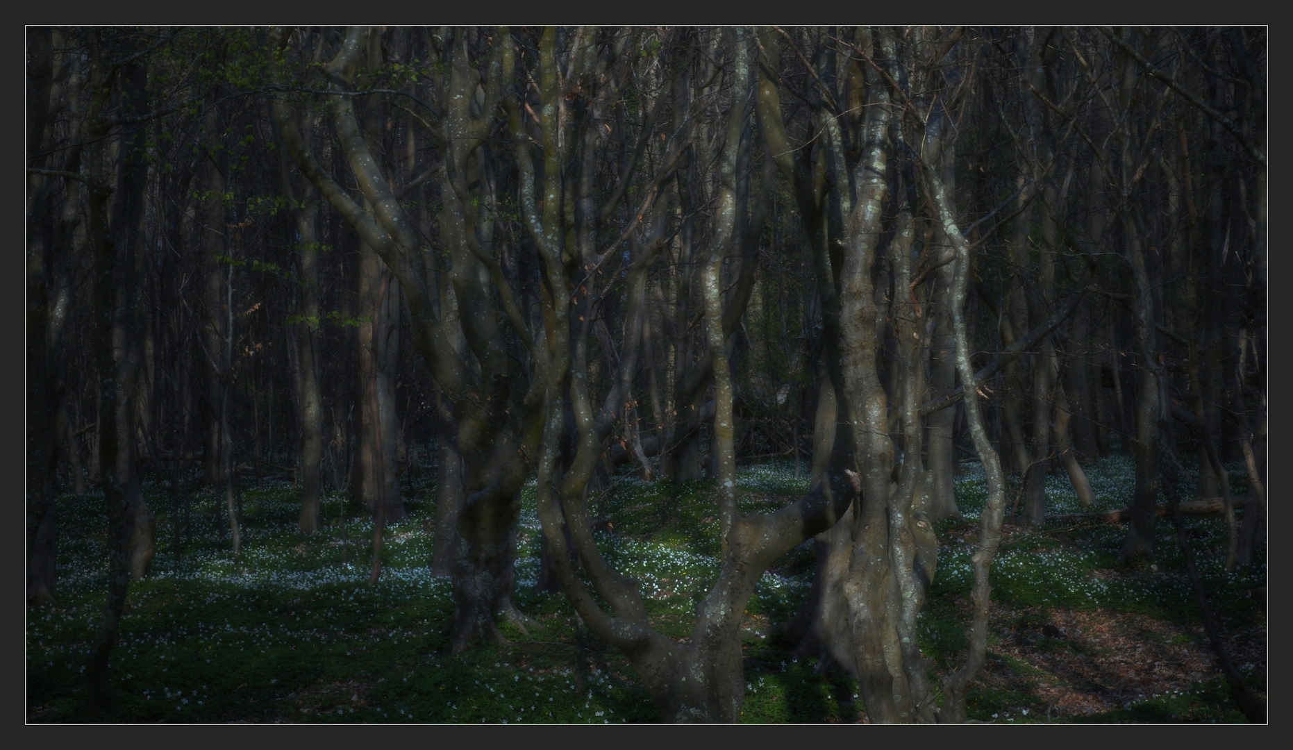 Anemonen im Küstenwald