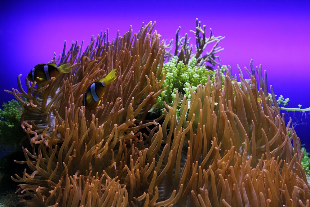 Anemonen im Meereszentrum Fehmarn