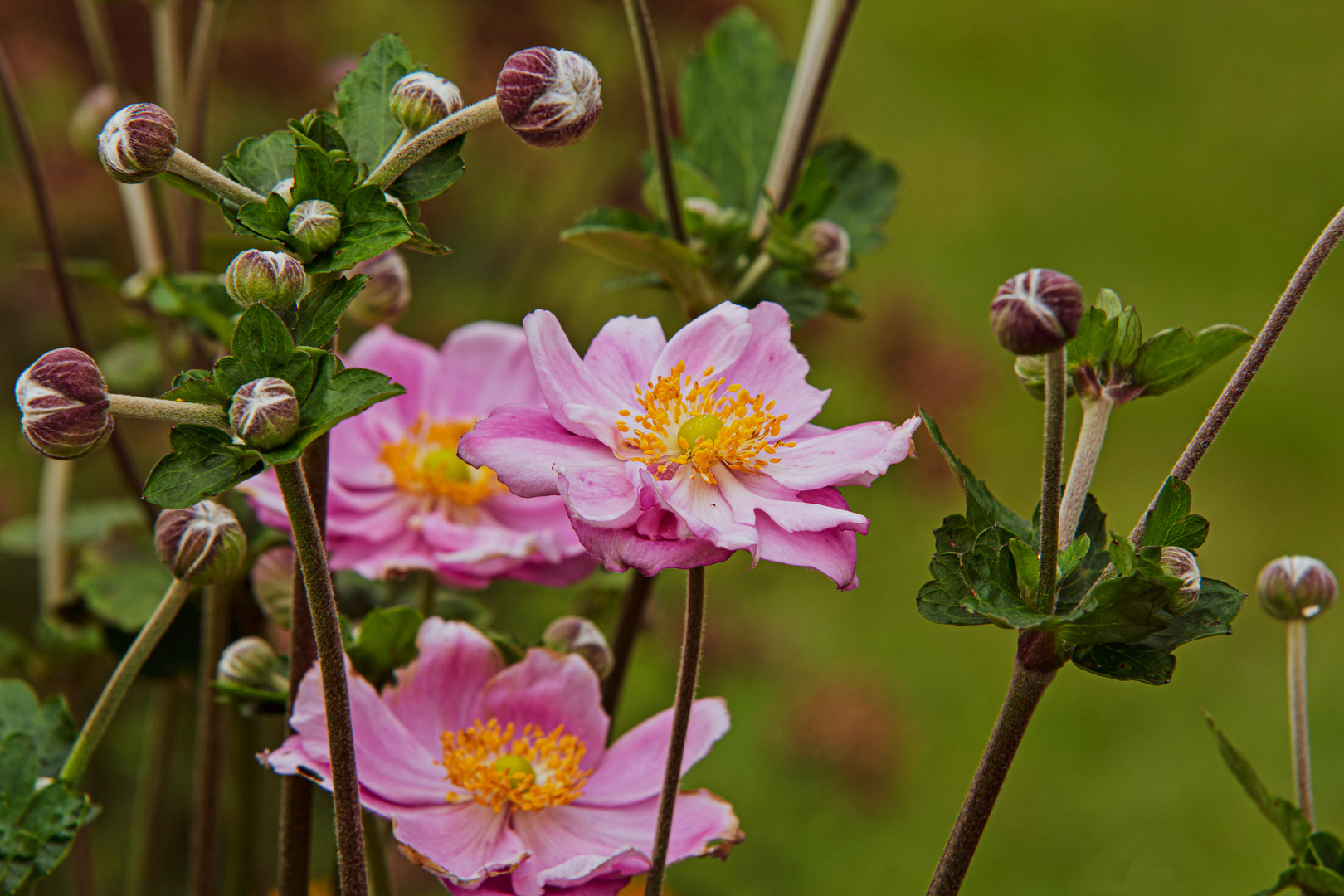 Anemonen im Spätsommer