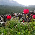 Anemonen im Stein....