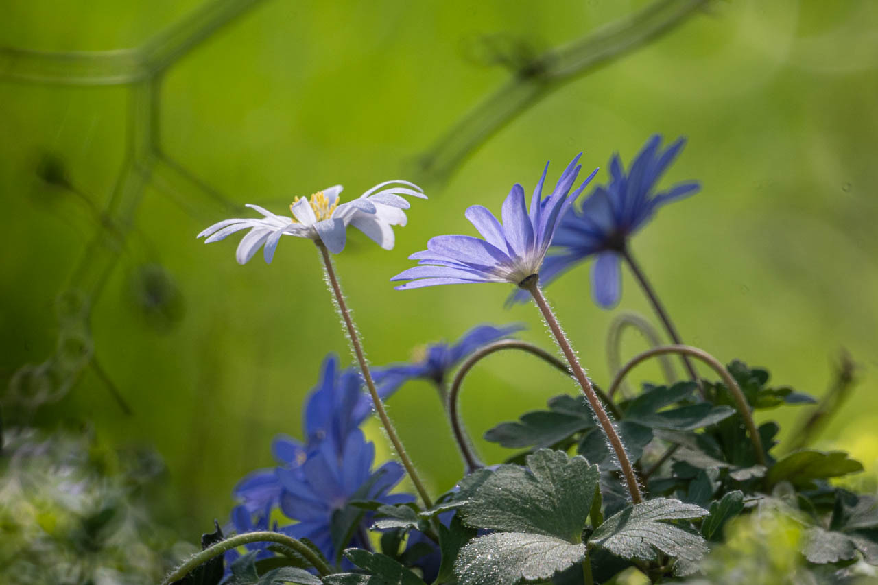 Anemonen im Unterholz