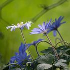 Anemonen im Unterholz