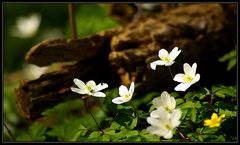 Anemonen im Wald...