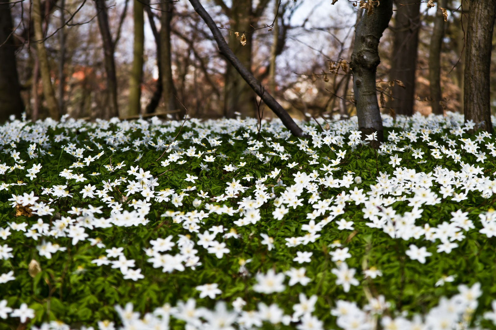 Anemonen im Wald...