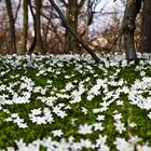 Anemonen im Wald...