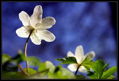 Anemonen im Wald...II