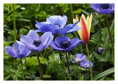 Anemonen in blau