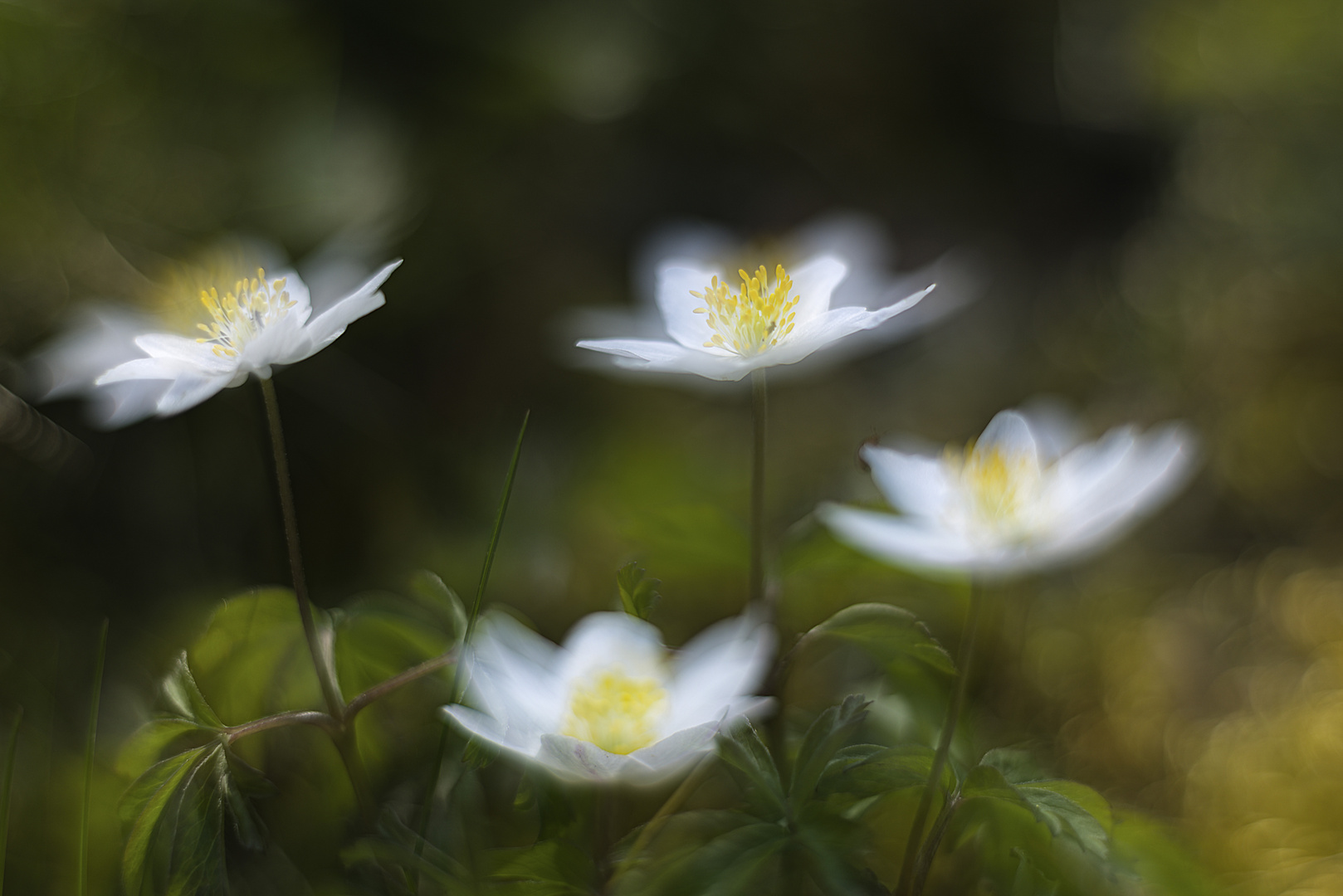 Anemonen in den Zeiten von Corona