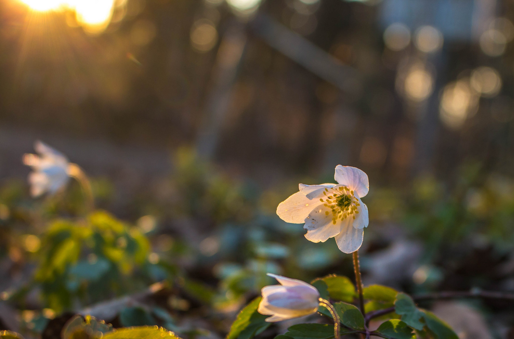 Anemonen in der Abendsonne