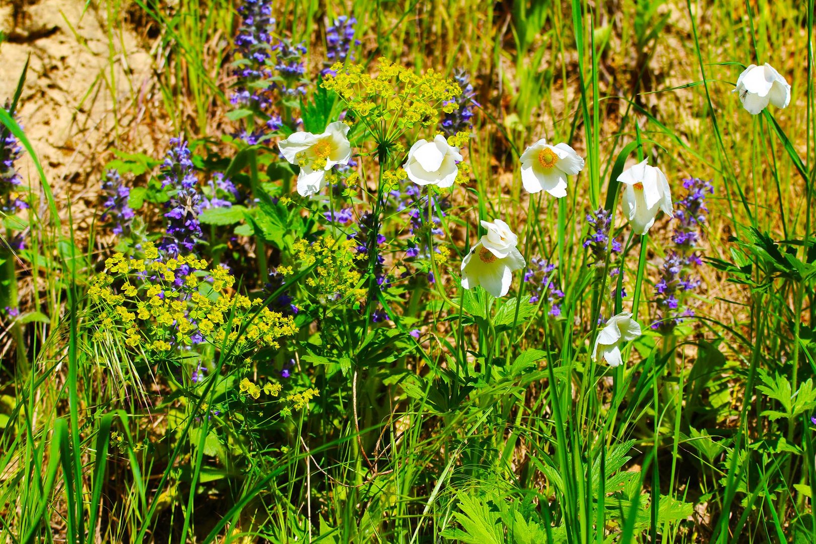 Anemonen in der Rennweghohle