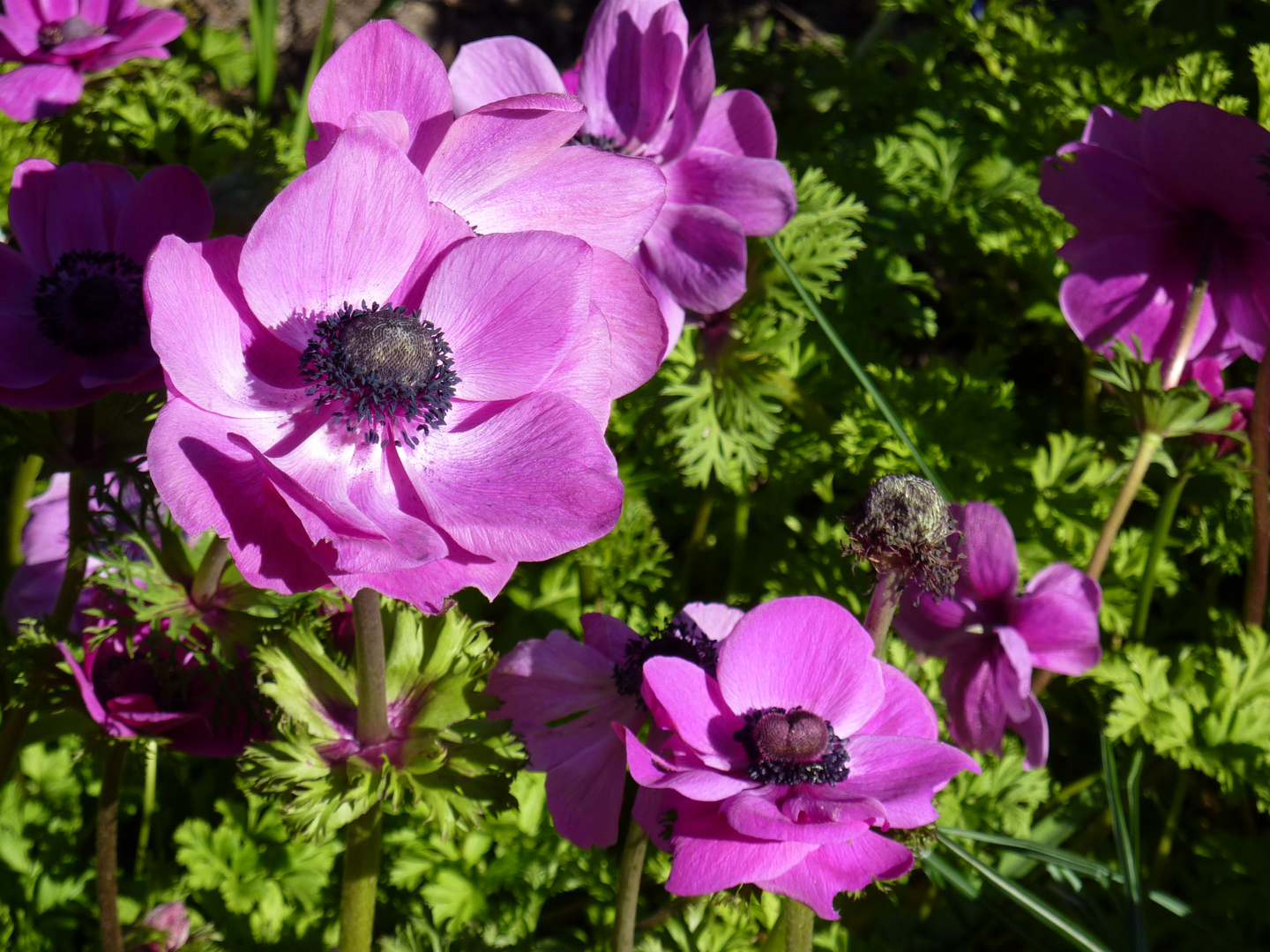 Anemonen in Lila - 20-03-2014