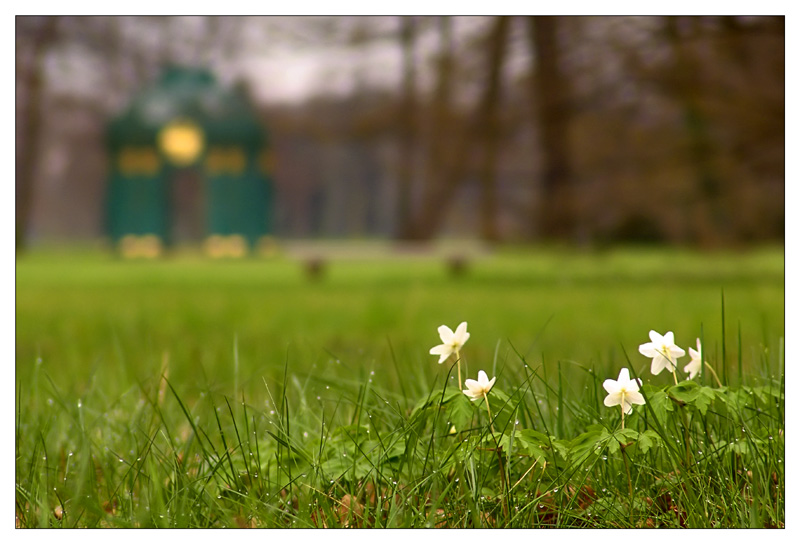 Anemonen in Sanssouci