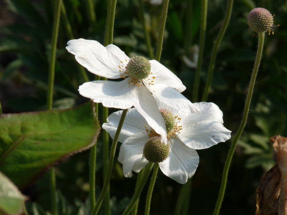 Anemonen in voller Blüte