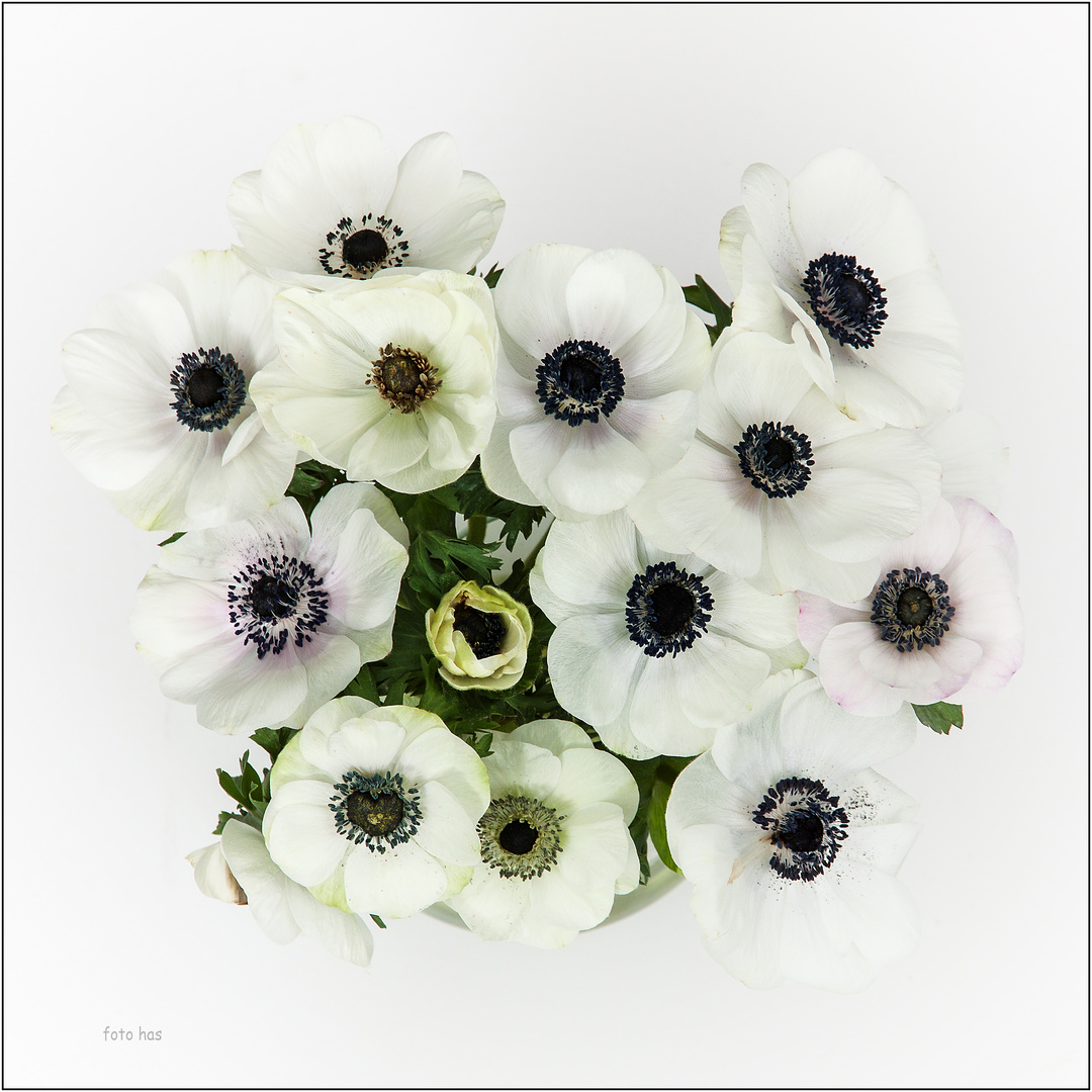 Anemonen in Weiss.