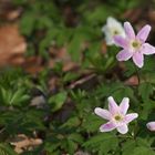 Anemonen mehrfarbig