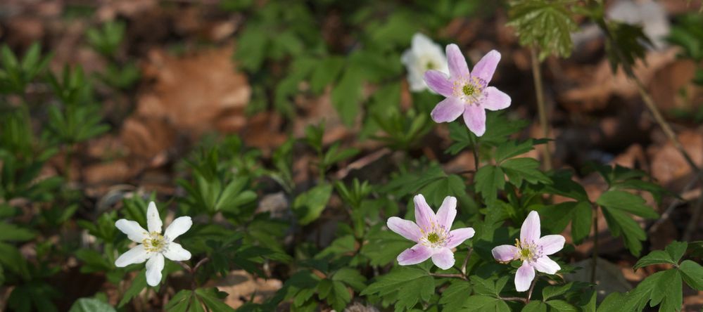 Anemonen mehrfarbig