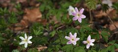 Anemonen mehrfarbig