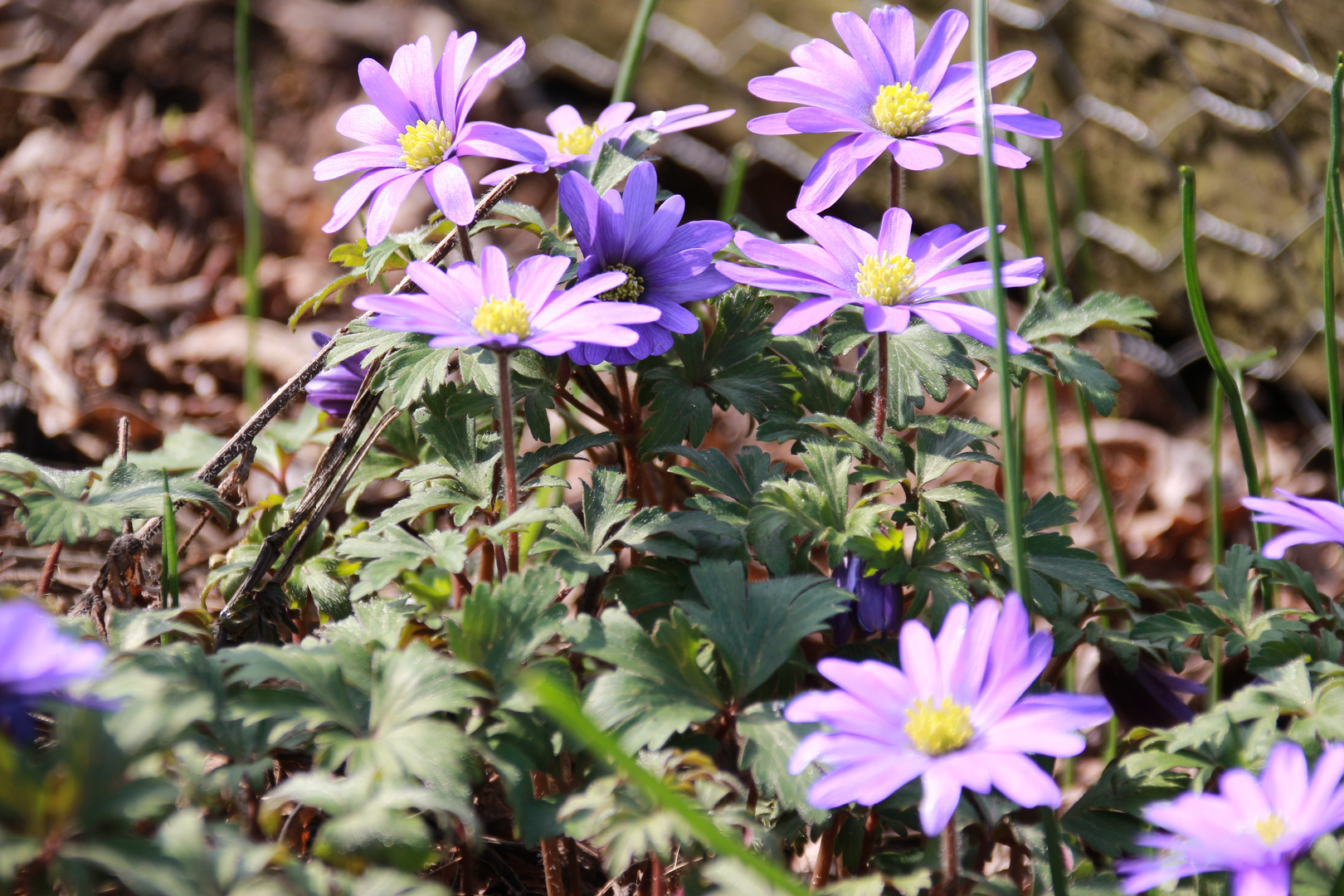 Anemonen meine Mittwochsblumen 