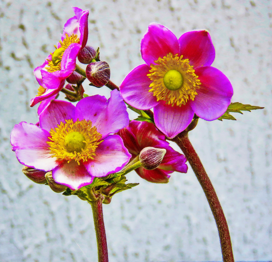 "Anemonen" morgens vor Haus am Weg...muss nicht immer sonnig sein,