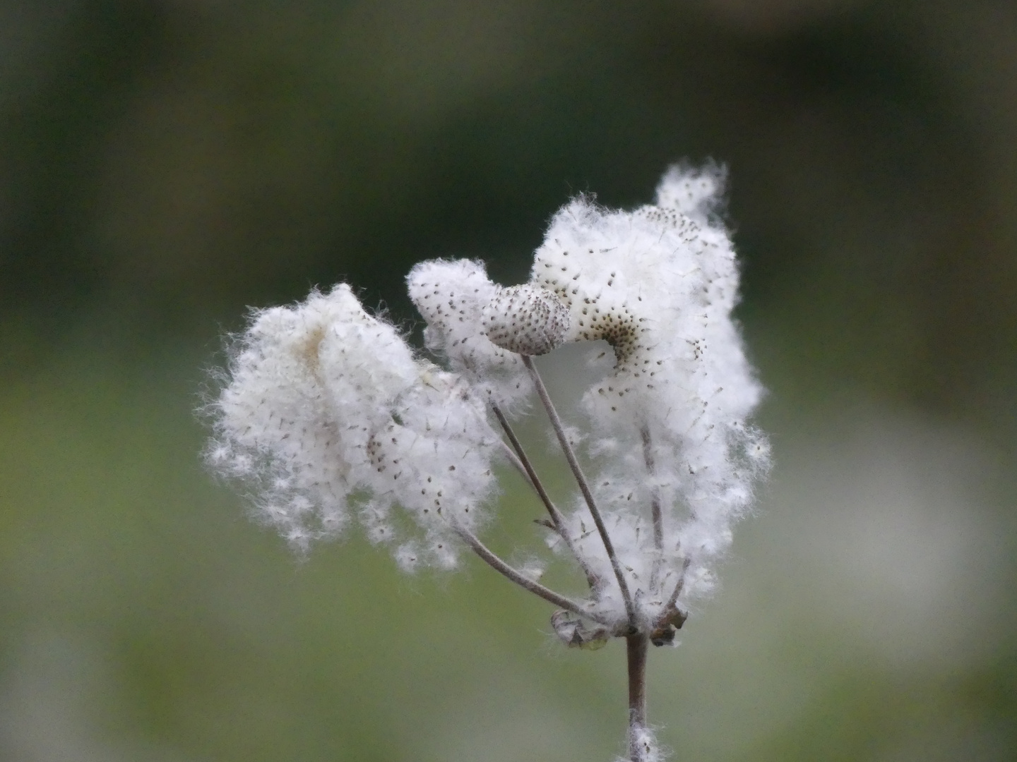 Anemonen Samenstand