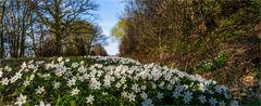 … Anemonen-Sonntagsgruß …