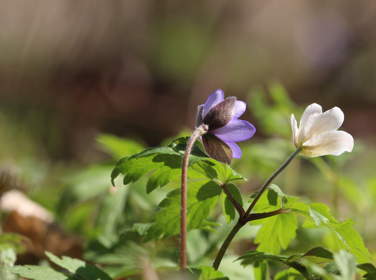 Anemonen Traumpaar