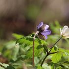 Anemonen Traumpaar