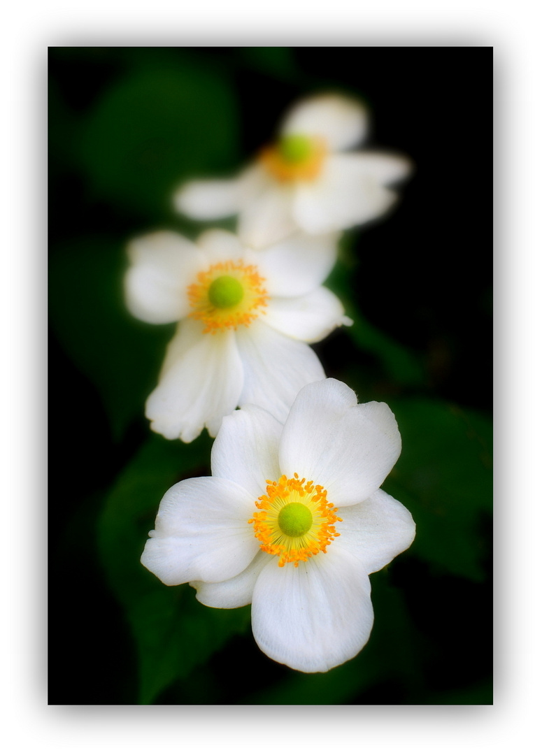 Anemonen Trio