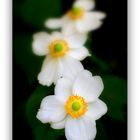 Anemonen Trio