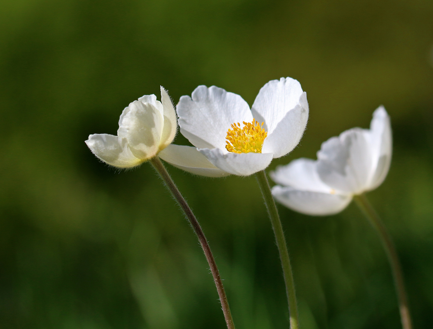 Anemonen- Trio