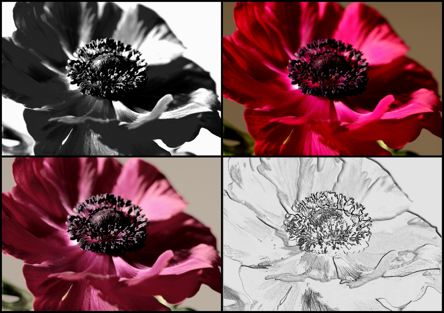 Anemonen-Variation