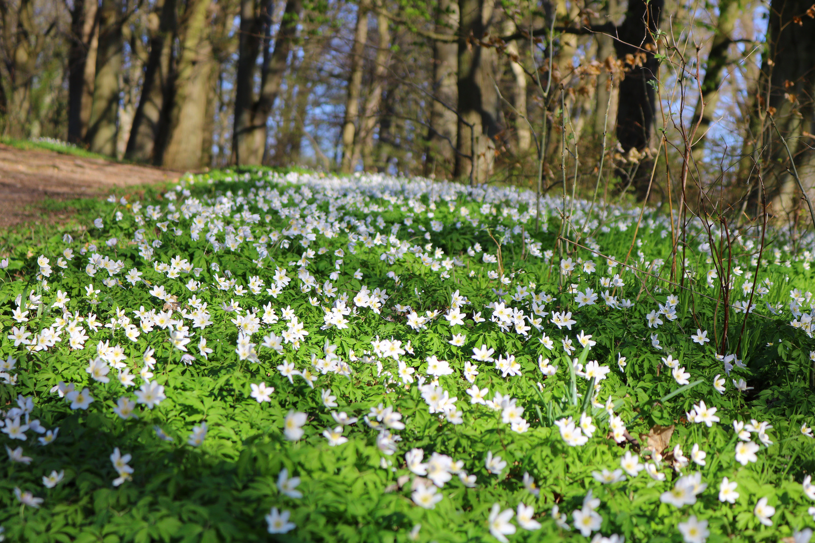 Anemonen , wie ein grün-weißer Teppich im Wald