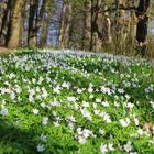 Anemonen , wie ein grün-weißer Teppich im Wald