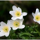 Anemonen, Windbuschröschen in weiss