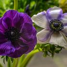 Anemonen Zauber