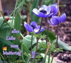 Anemonen zum Muttertag