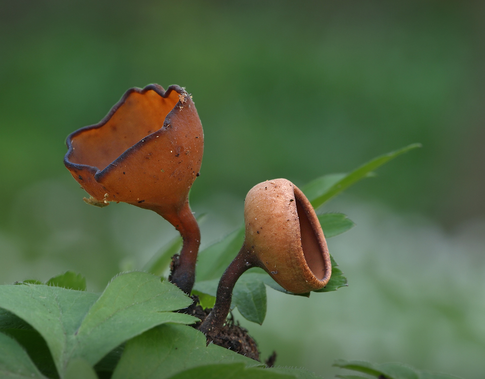 ...Anemonenbecherling...