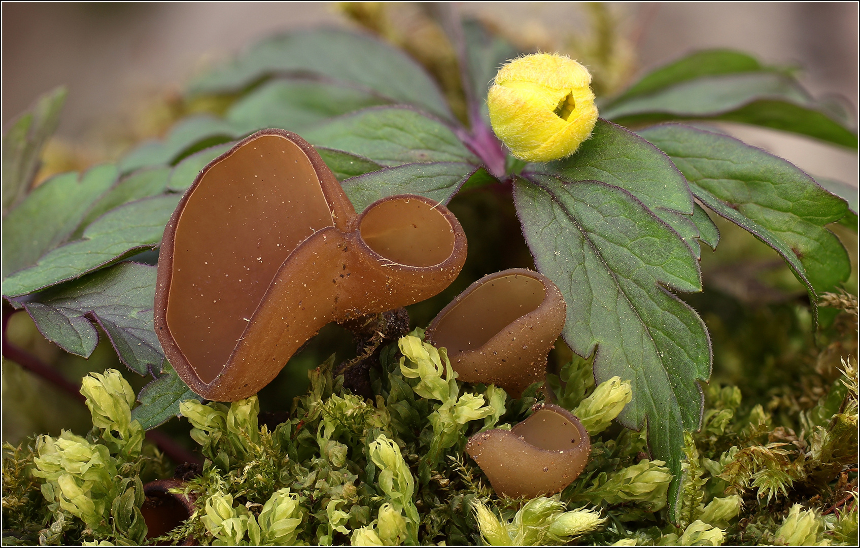 Anemonenbecherling (Dumontinia tuberosa)