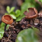 Anemonenbecherling, Dumontinia tuberosa