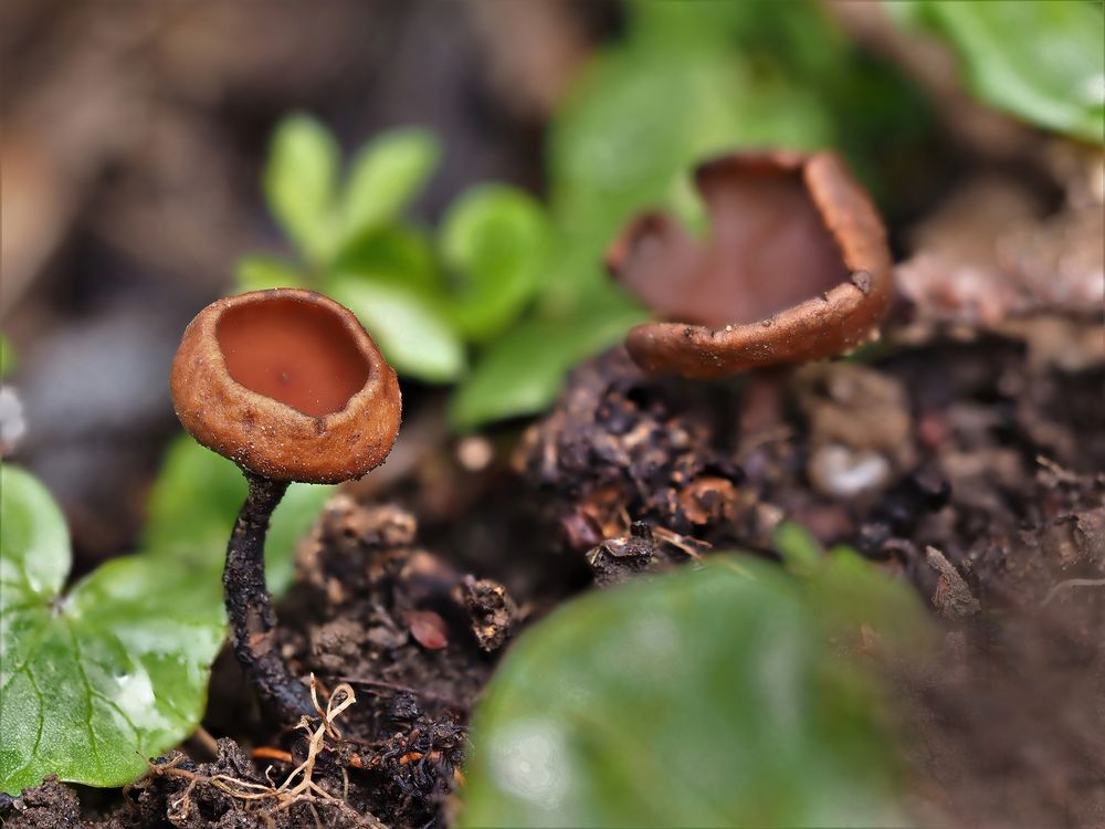 Anemonenbecherling, Dumontinia tuberosa