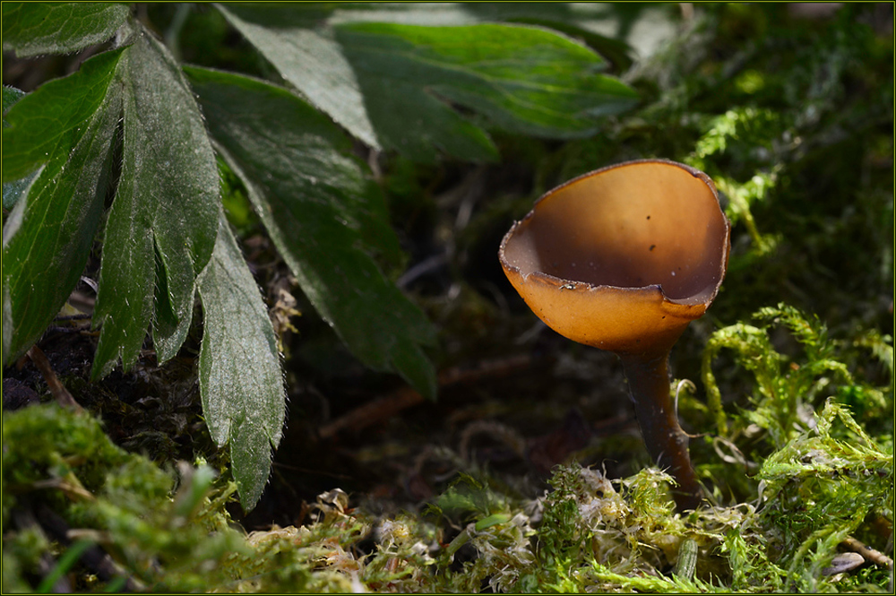 Anemonenbecherling