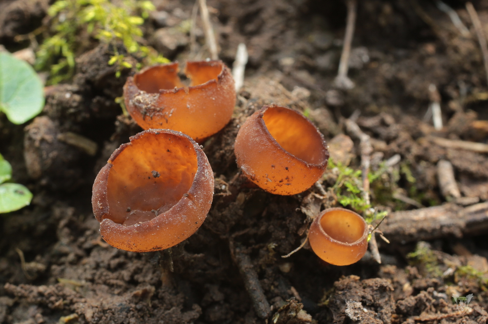 Anemonenbecherlinge